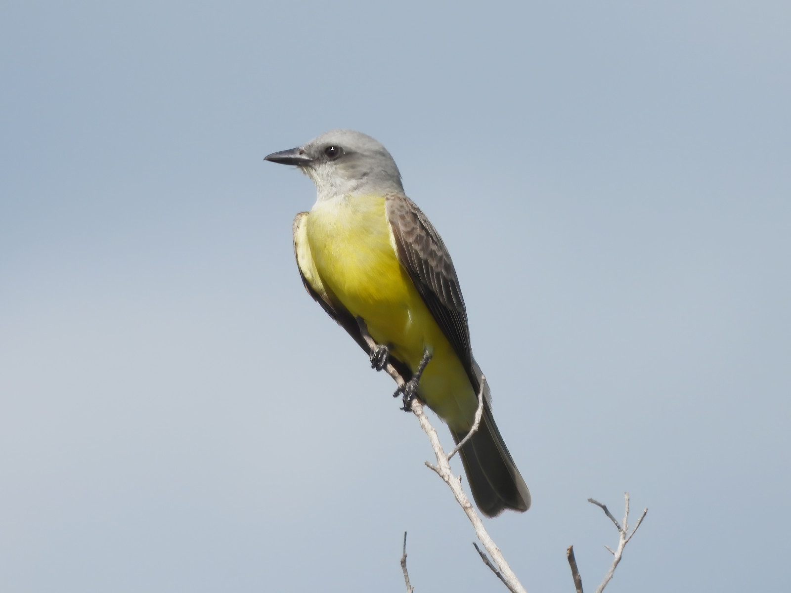 image Couch's Kingbird